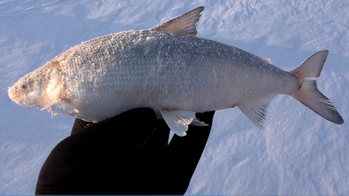 Хапуга хлопок,FishermanDV27Rus,Рыбалка,