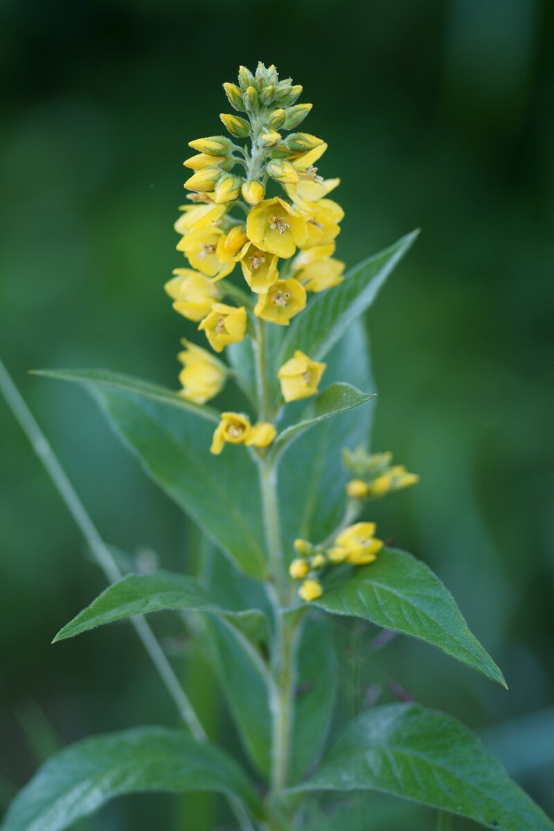 Вербейник обыкновенный Lysimachia vulgaris