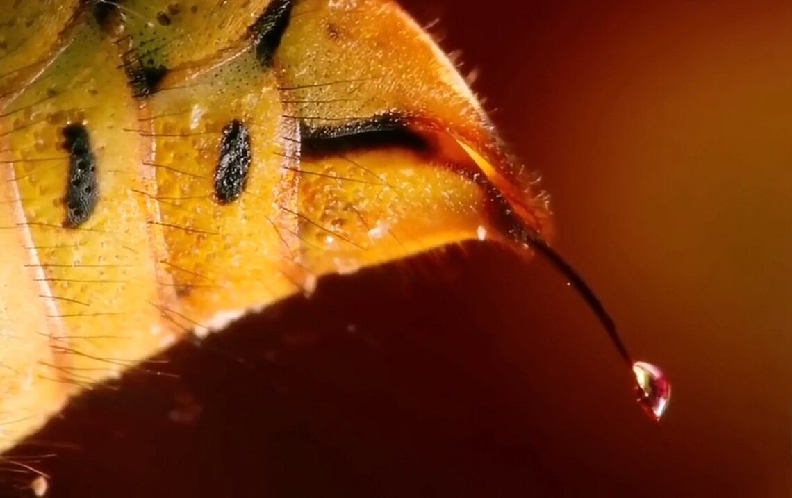 Жало пчелки. Жало пчелы под микроскопом. Пчела на ладони. Пчелиное жало. Что дают пчелы.