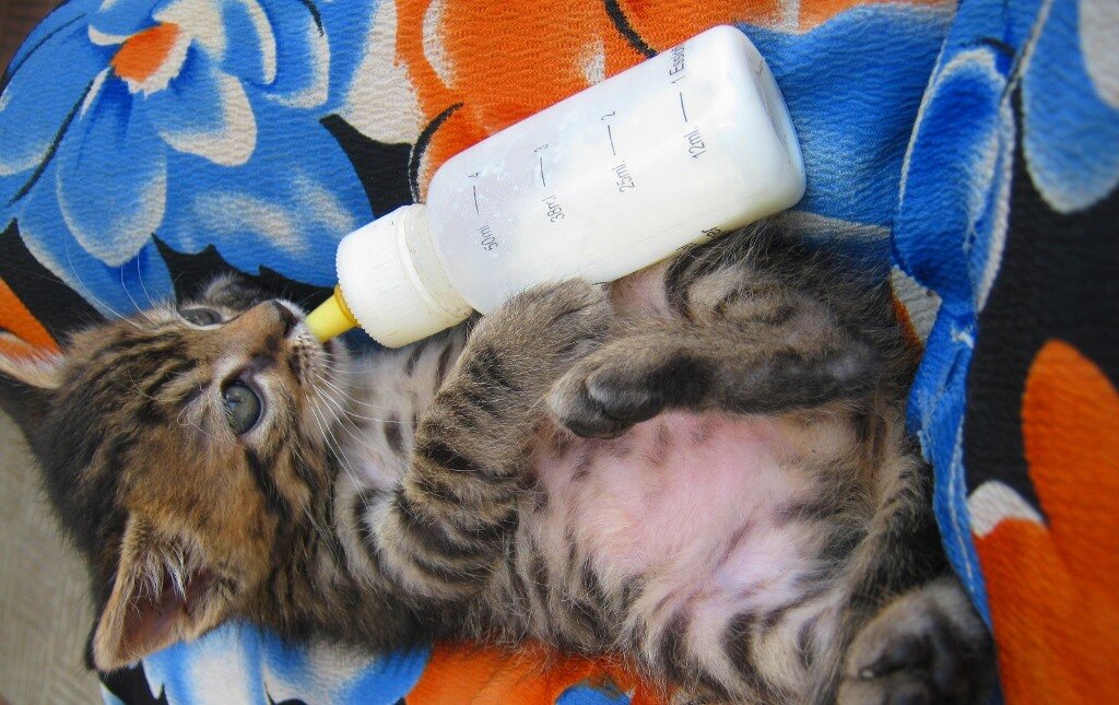 Полоска трапезничает(фото из архива автора)