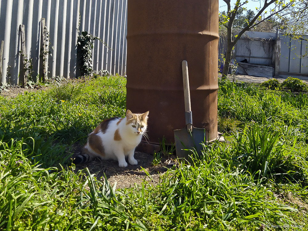 Сторожевой кот с саперной лопаткой наперевес
