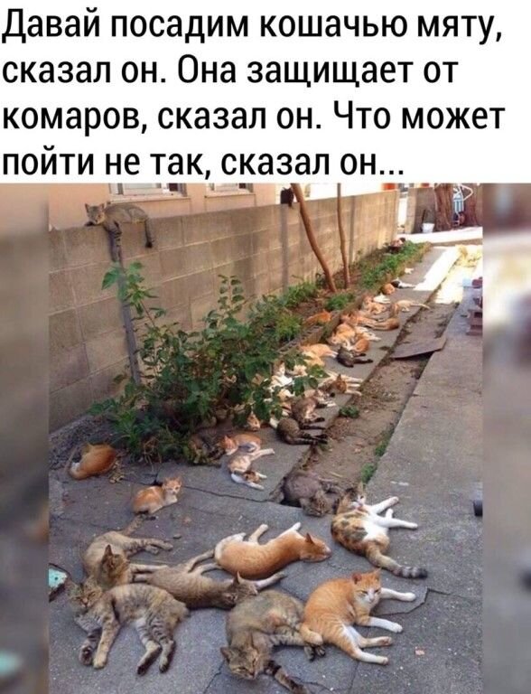 Фотоприкол 2