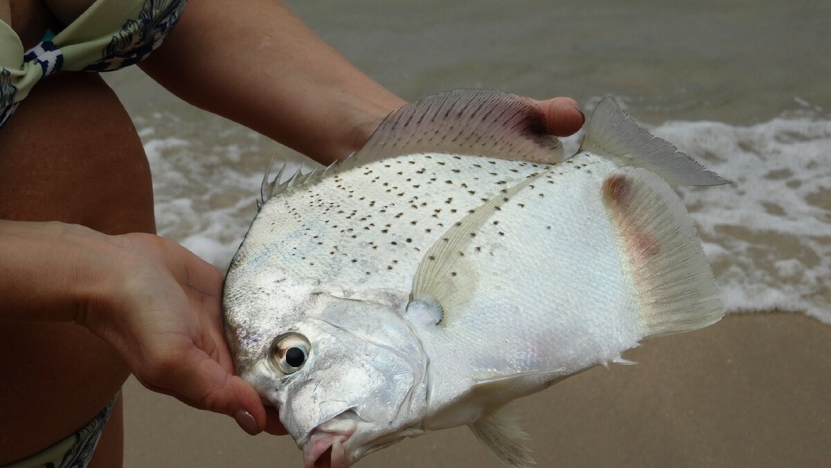 Вот такие необычные рыбки в Таиланде.Местные жители тут же на пляже ловят рыбу себе для пропитания используя небольшую рыболовную сеть и пластиковое каноэ.