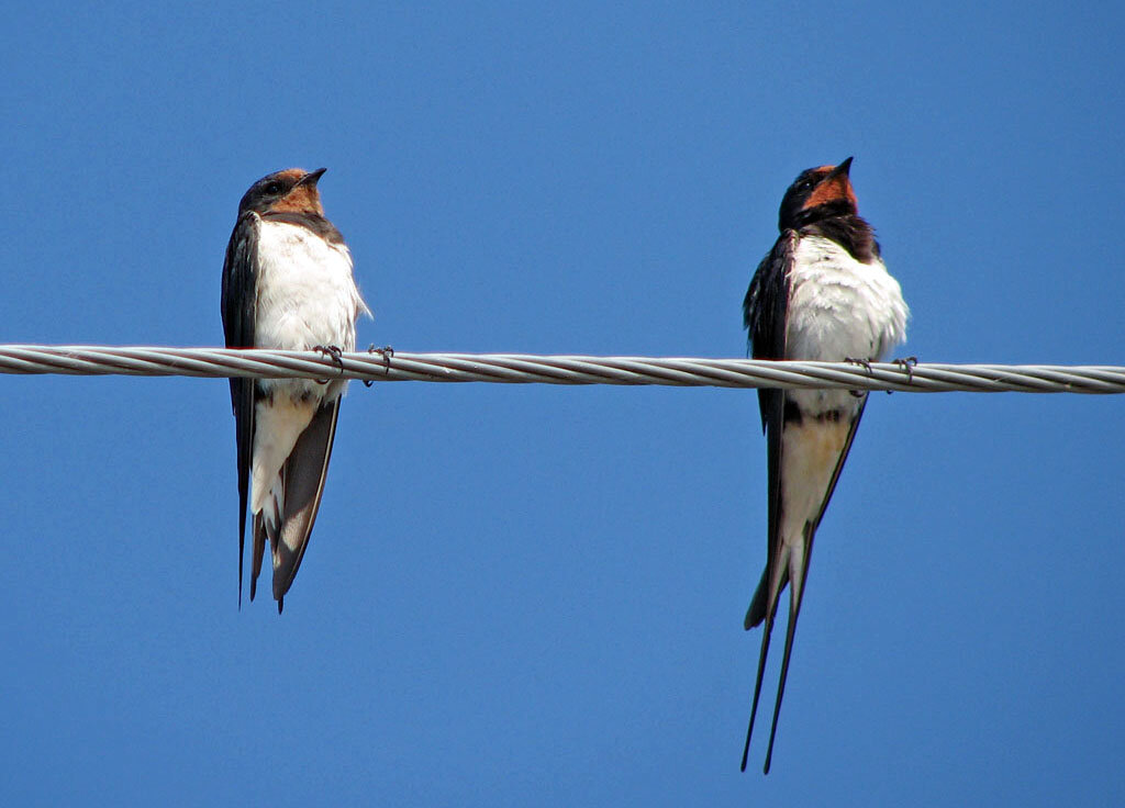 Провода в высоковольтных линиях электропередач не заключены в резиновую изоляцию, они просто закреплены на опорах с помощью изоляторов и таким образом электрически касаются только источника и потребителя тока. 
Однако, нередко можно видеть, как птицы сидят на этих проводах. Получается, что птицы хватаются за оголенный провод по которому, протекает огромный ток. Так почему же они при этом не страдают?

Дело в том, что когда птица садится на провод, то создается параллельное соединение проводников. Одним проводником служит сама птица, а другим – участок провода под ногами у птицы. Сопротивление птицы во много-много раз больше сопротивления провода, поэтому по ней протекает ничтожно малый ток, который не может ей повредить (при параллельном соединении общий ток распределяется между параллельными участками цепи обратно пропорционально сопротивлению).

Однако птица все же может погибнуть при неправильном обращении с высоковольтными линиями электропередач. Для этого ей достаточно, сидя на проводе, коснуться металлической части одной из опор, которые удерживают провода. Данные опоры очевидно заземлены так как установлены на Земле. Кроме того, теперь уже сопротивление птицы намного меньше сопротивления воздуха (с которым она в этом случае создает параллельное соединение) поэтому сила тока, которая при этом пойдет через птицу будет огромной. Ток такой большой силы буквально испепелит птицу почти моментально.

Эти редкие птицы, коснувшиеся одновременно провода и опоры, являются единственными жертвами того, что провода в высоковольтных линиях не заключены в изоляцию, а лишь изолированы от опор. При этом случаи гибели птиц никак не сказываются на процессе передачи электроэнергии, никак ему не вредят и не нарушают. Именно поэтому провода по-прежнему и остаются без изоляции, ведь заключить их в неё было бы очень дорого и сложно.

Кроме того, нужно отметить, что не изолированы от внешней среды и воздуха только высоковольтные линии электропередач. Они подвешены на огромных опорах очень высоко.

А вот те провода, которые расходятся от подстанций к домам людей, к фонарям и так далее по столбам небольшой высоты, уже снабжены изоляцией по всей длине (по крайней мере это предусмотрено современной технологией электрификации). В этих проводах, расположенных на значительно меньшей высоте протекает, кстати, уже и не такой большой ток, и напряжение на них меньше. И так как они полностью заключены в изоляцию они уже совсем не угрожают птицам. Хотя причиной для такого изолирования этих проводов является в первую очередь безопасность людей, которые, хоть и с трудом, но также могут вступить с ними в случайный контакт. Ведь эти провода встречаются гораздо чаще, и они гораздо ближе.