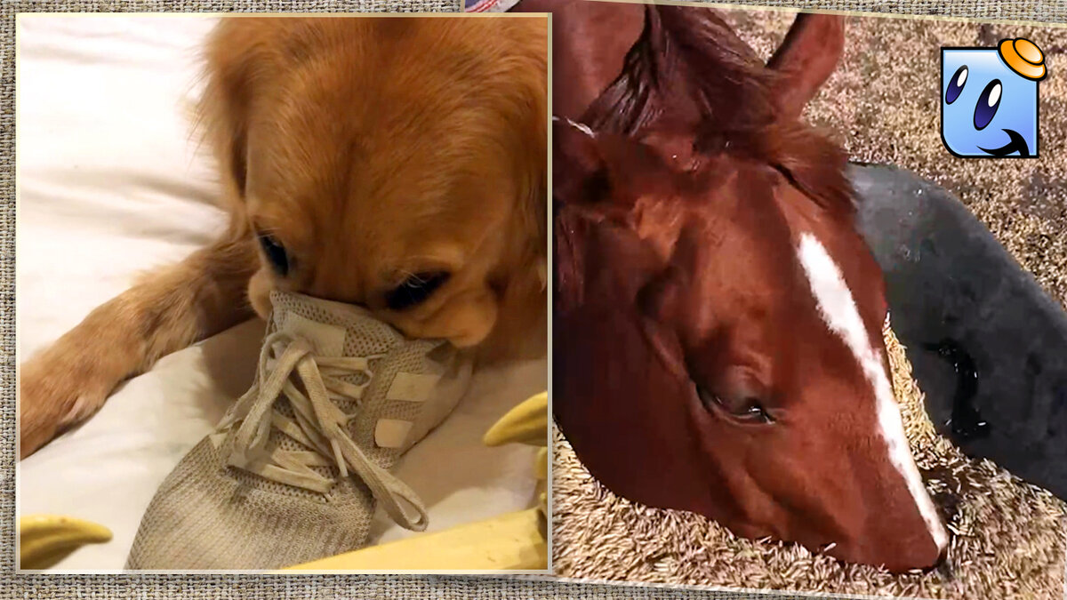 Все любят что-нибудь поисследовать.  Источник  YouTube.        