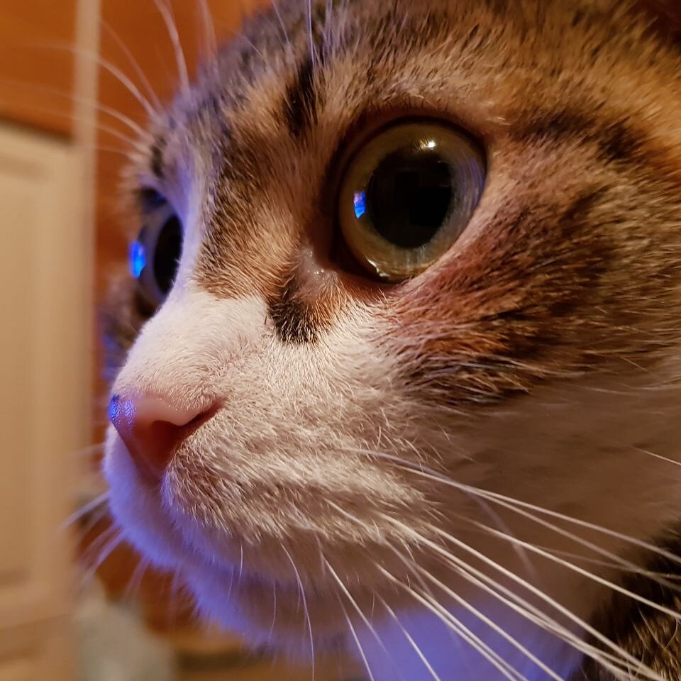 Фото их личного архива . Наша кошка Маня.