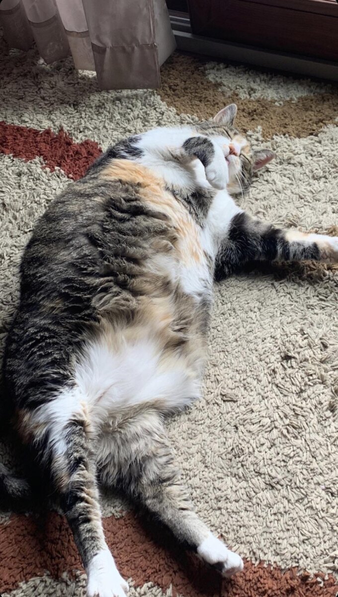 А этот лежебока всё спит 😲😲