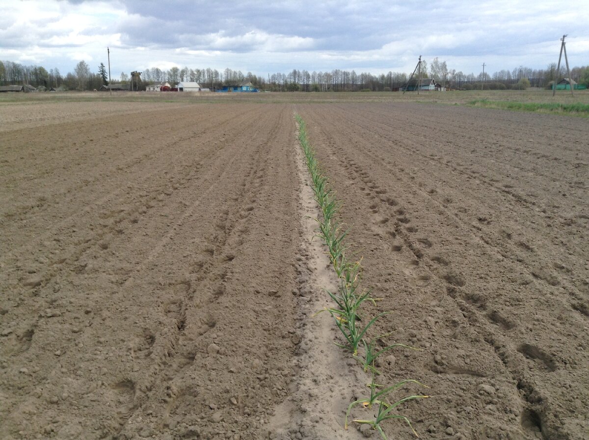 поле готово