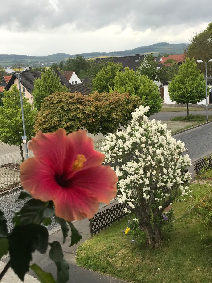 один цветок  снаружи, а другой  внутри