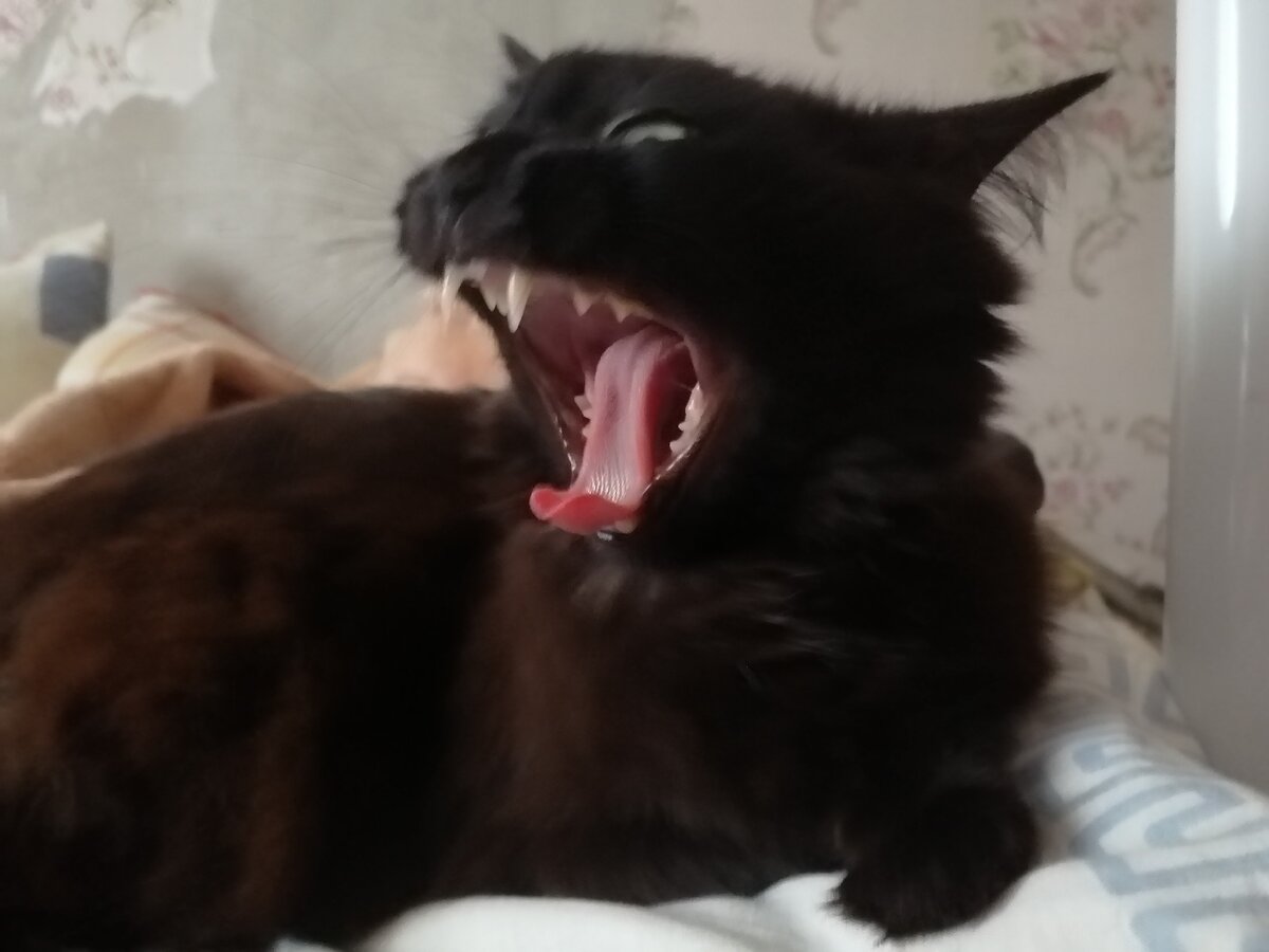 Вот как я могу