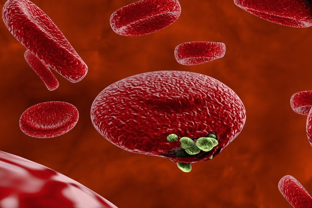 Источник фото: https://myfamilydoctor.ru/malyariya-simptomy-lechenie-i-profilaktika/