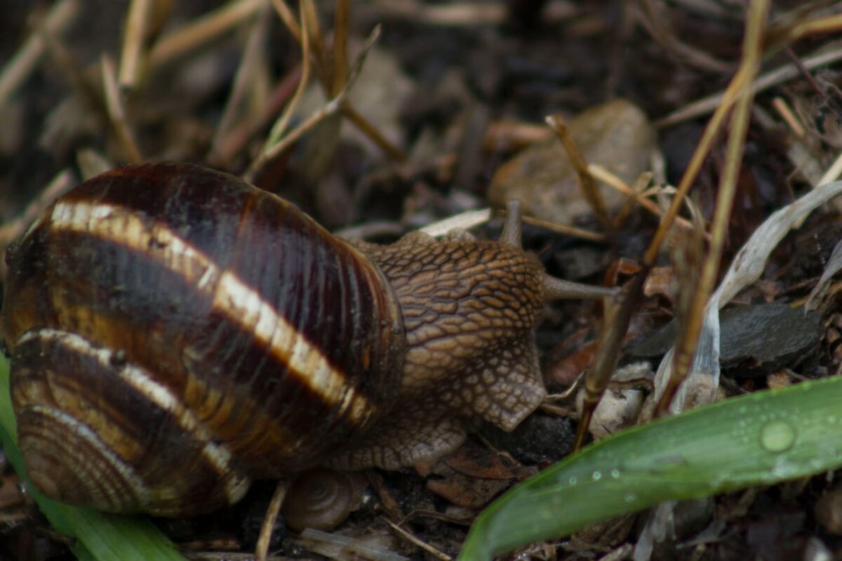 Улитка на моём огороде...