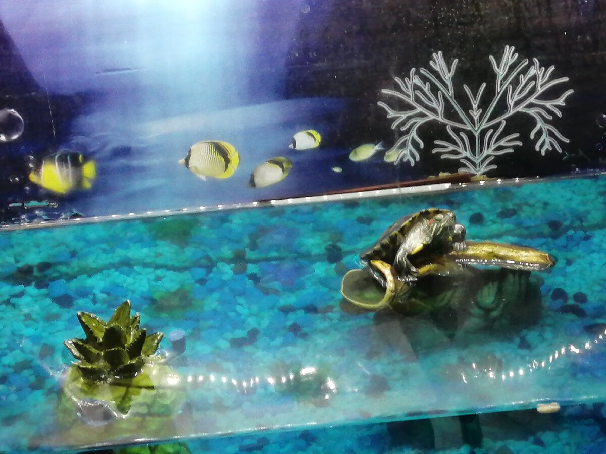 Моя подруга Сема. 