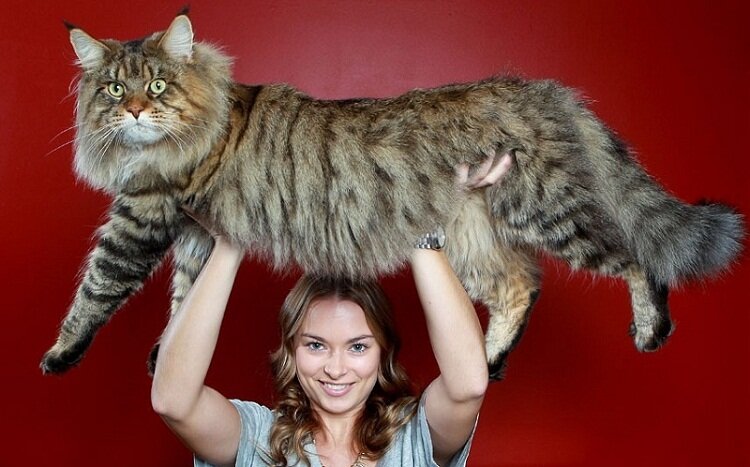Самые большие кошки | Анна zooproject | Дзен