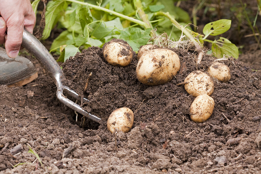 Основные причины, почему у вас вырастает Плохой урожай Картофеля