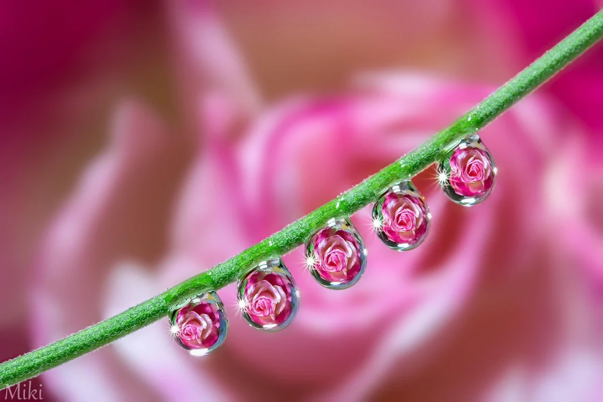 Макро фото. Мики асаи фотограф. Японский фотограф Miki Asai.. Макрофото Miki Asai. Роса на цветах.