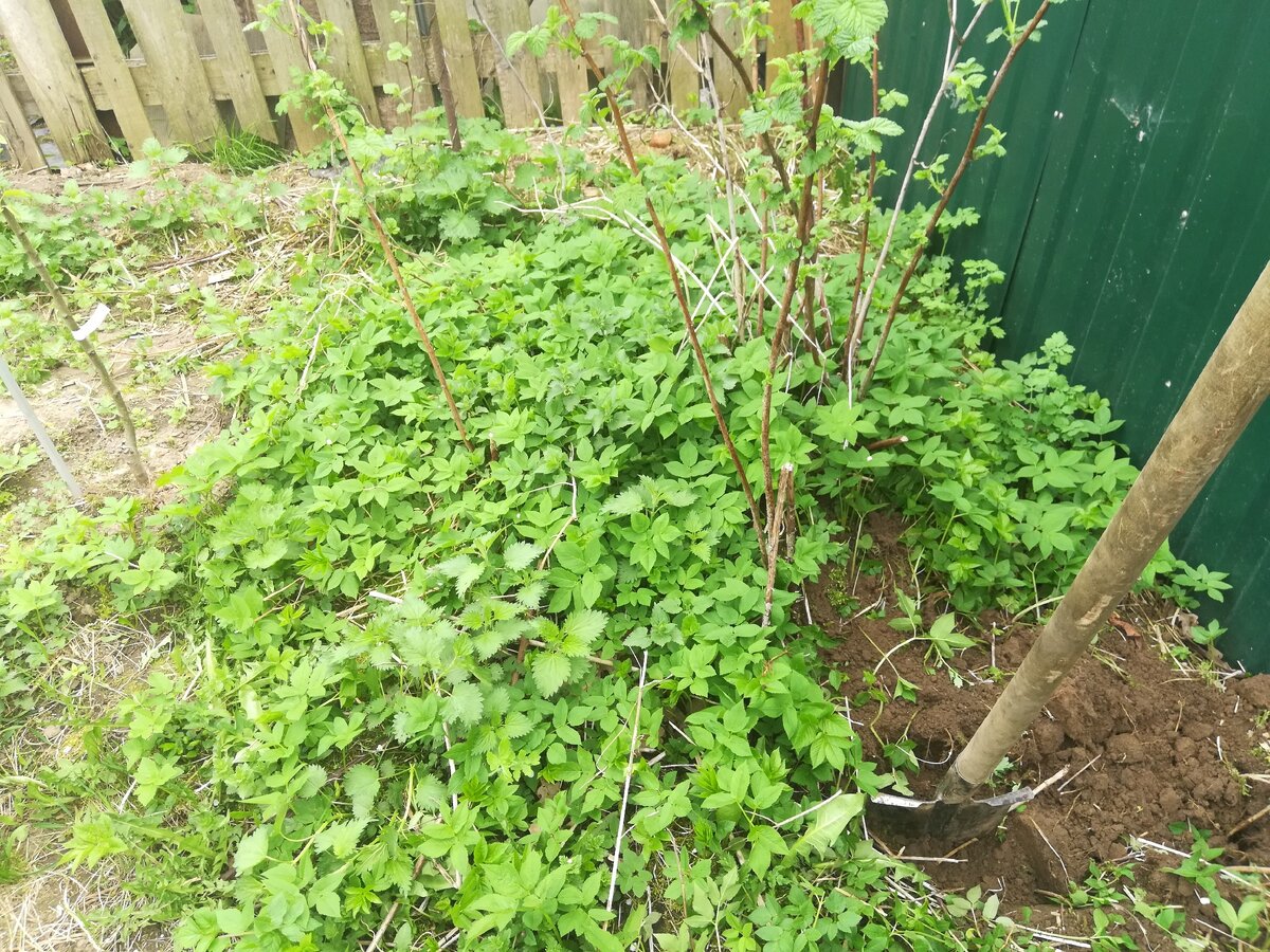 к сожалению запустил малину