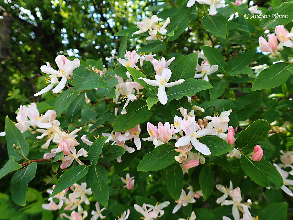 Жимолость Татарская grandiflora