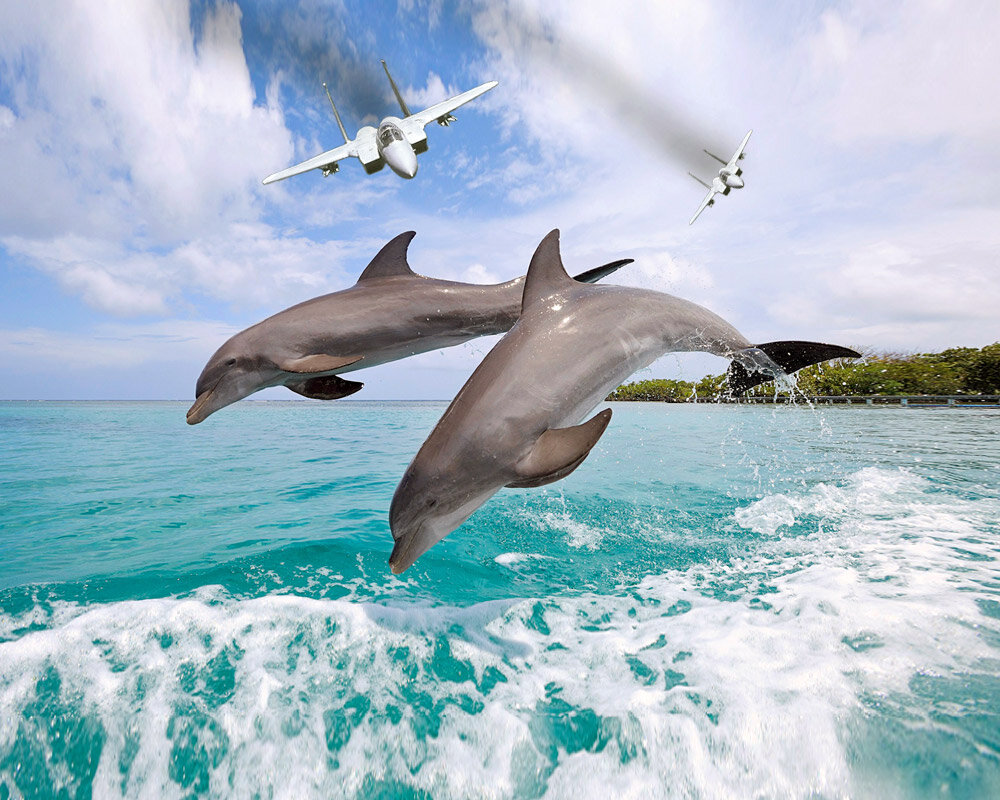 Мощные локаторы на истребителях "F-15 Eagle" легко могут обнаруживать дельфинов, когда те выпрыгивают из воды