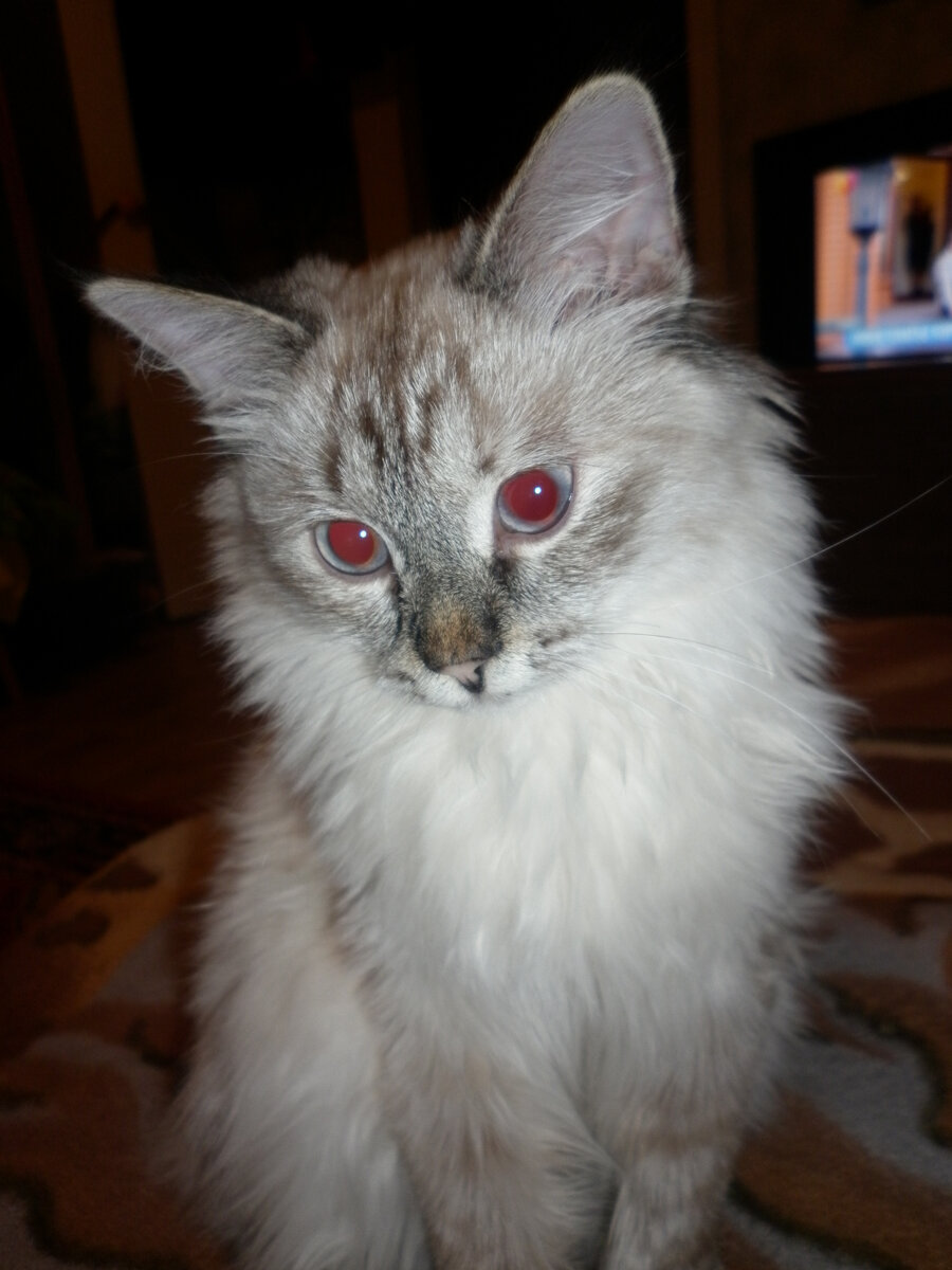 Я белая и пушистая