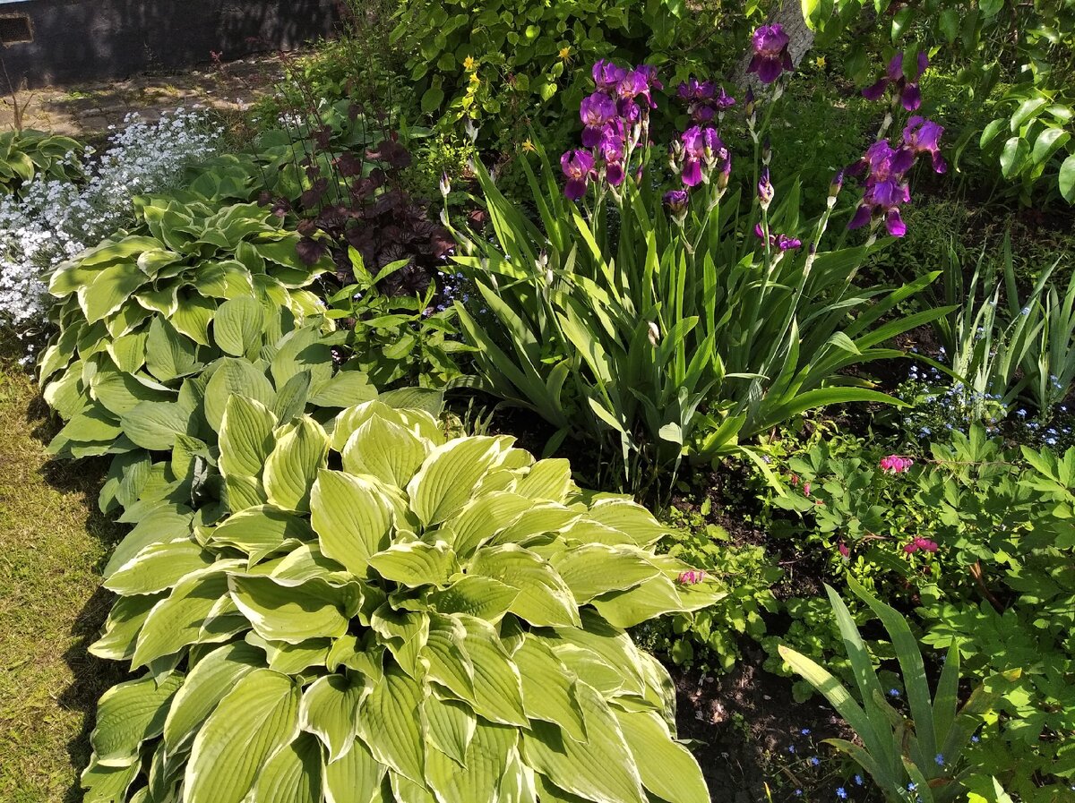 Хосты и ирисы. Источник: фото автора 
