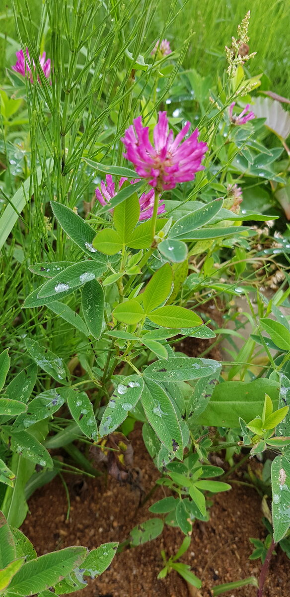 На улице всё так же идёт дождь 