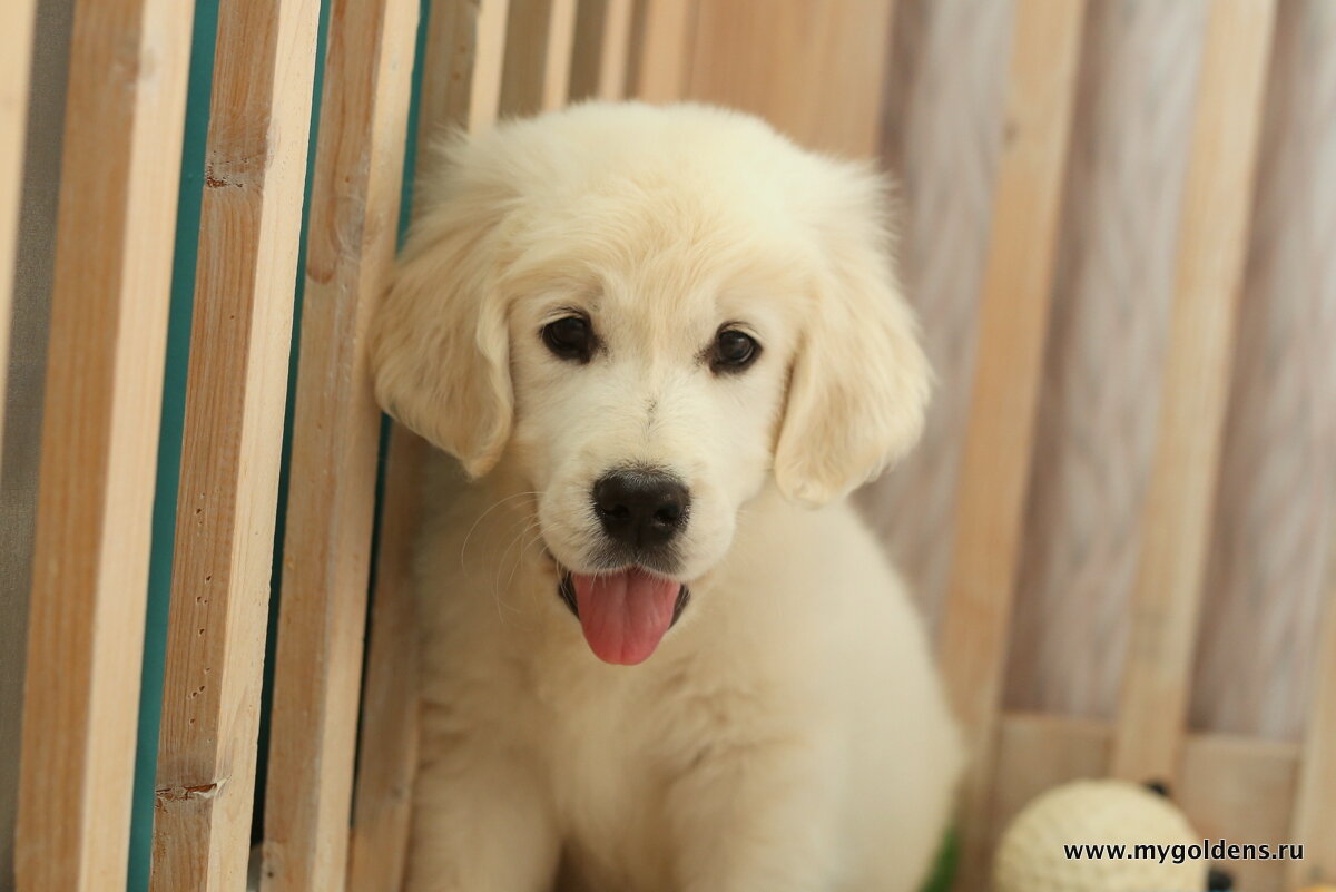 Щенок золотистого ретривера Чубака в 2 месяца.