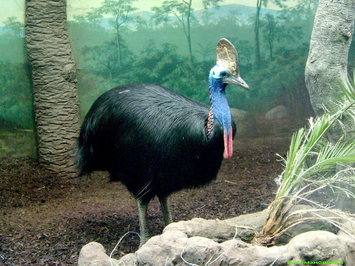 Это небольшая птица, которая по своей внешности очень красива. Что примечательно эта птица не летающая, и в своем весе может достигать до 80 кг. Сейчас это достаточно редкое животное всего около 1.500 ед.