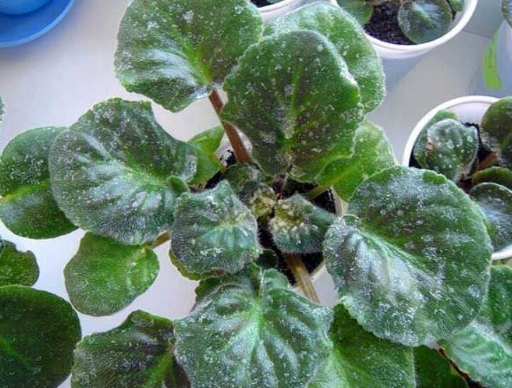 Источник Яндекс.Картинки