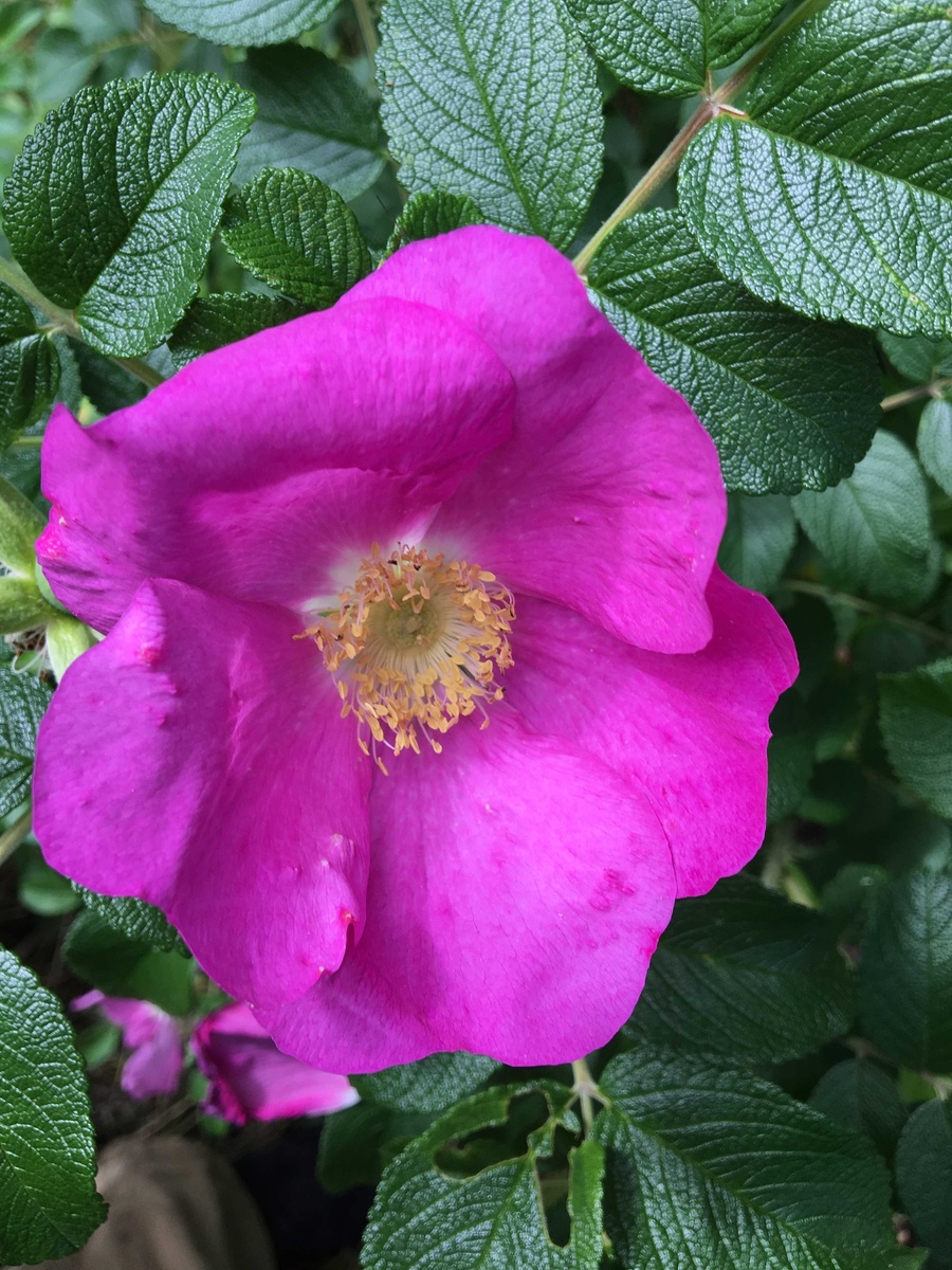 шиповник декоративный