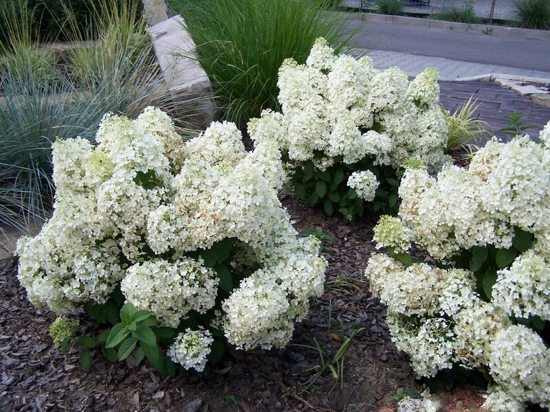 Гортензия метельчатая Бобо (Hydrangea paniculata Bobo)
