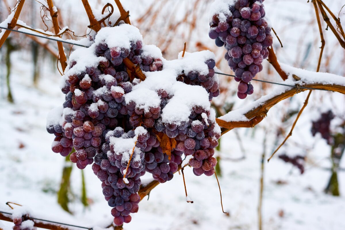 Icewine относится к дорогим коллекционным винам с большим содержанием сахара