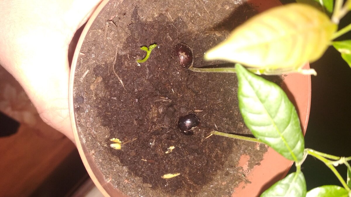 Спустя 3 месяца появились ростки