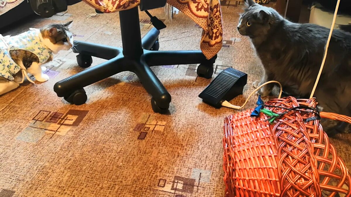 Котячья войнушка.