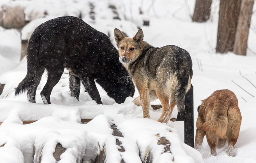 дикие собаки. Фото из свободных источников.