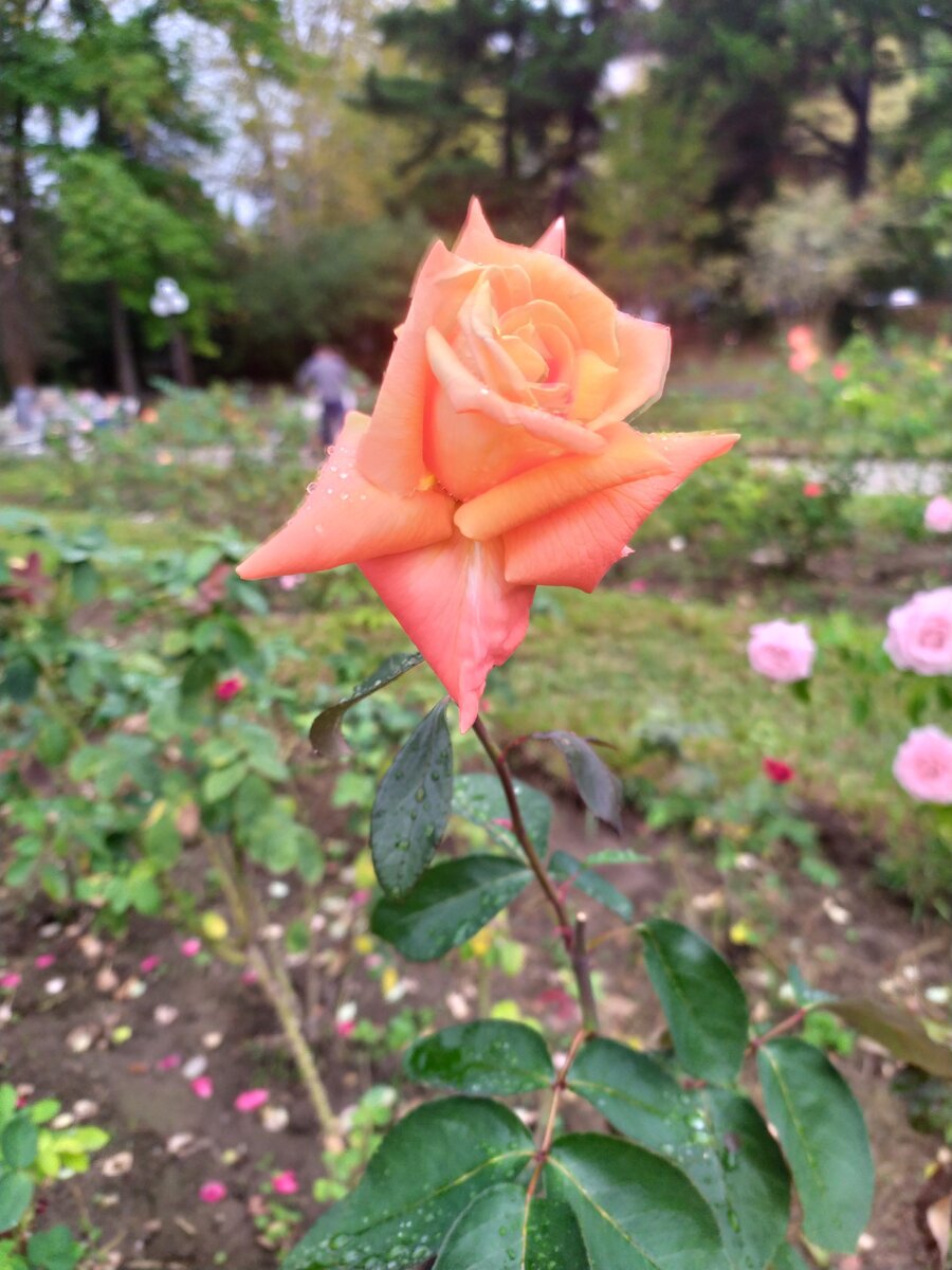 Красота рядом, главное её замечать