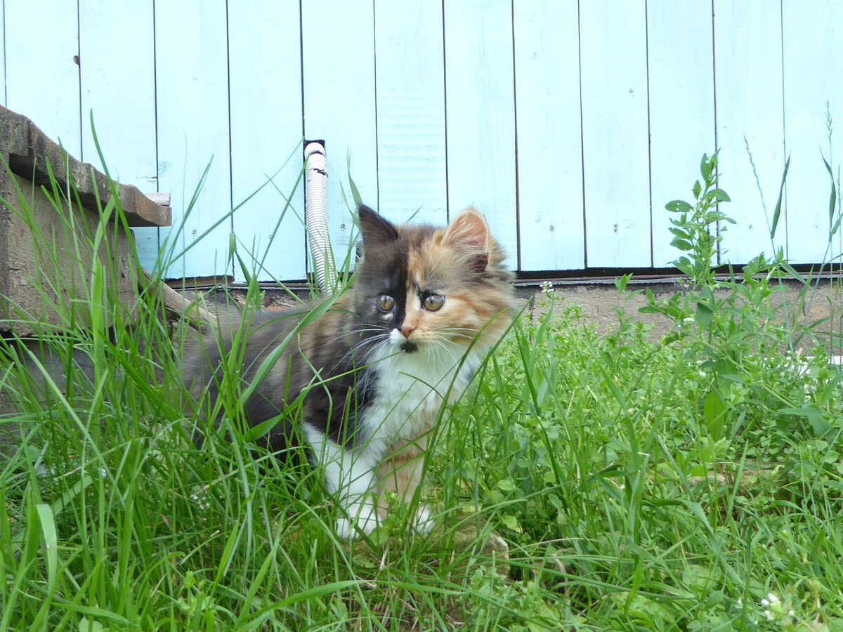 Кошка Матильда.