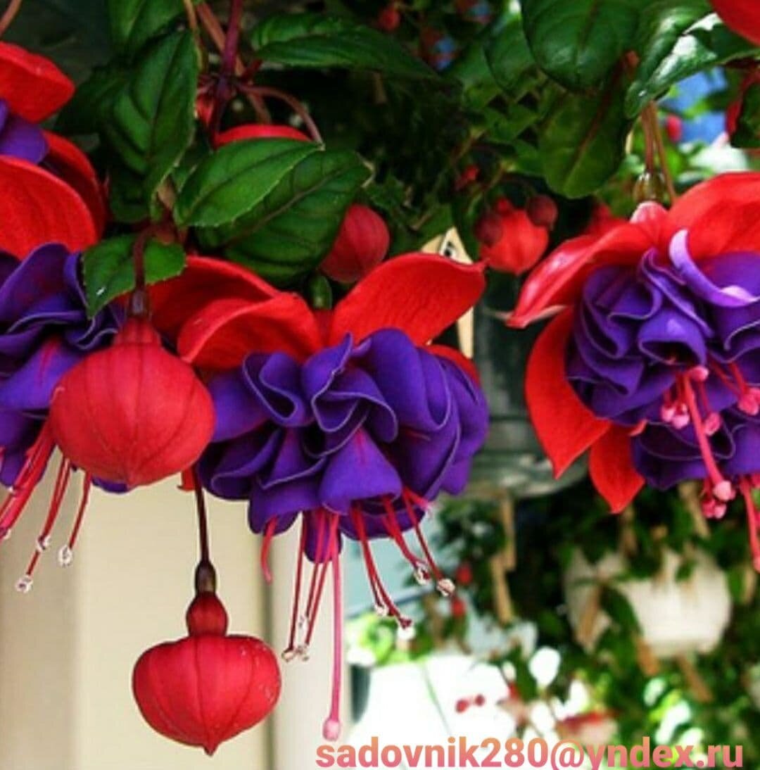 .Фото-коллаж автора Алесад Фуксия Dark Eyes.