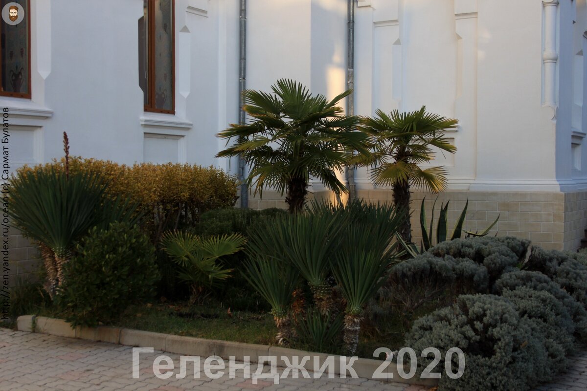 Пальмы во дворе Воскресенской церкви