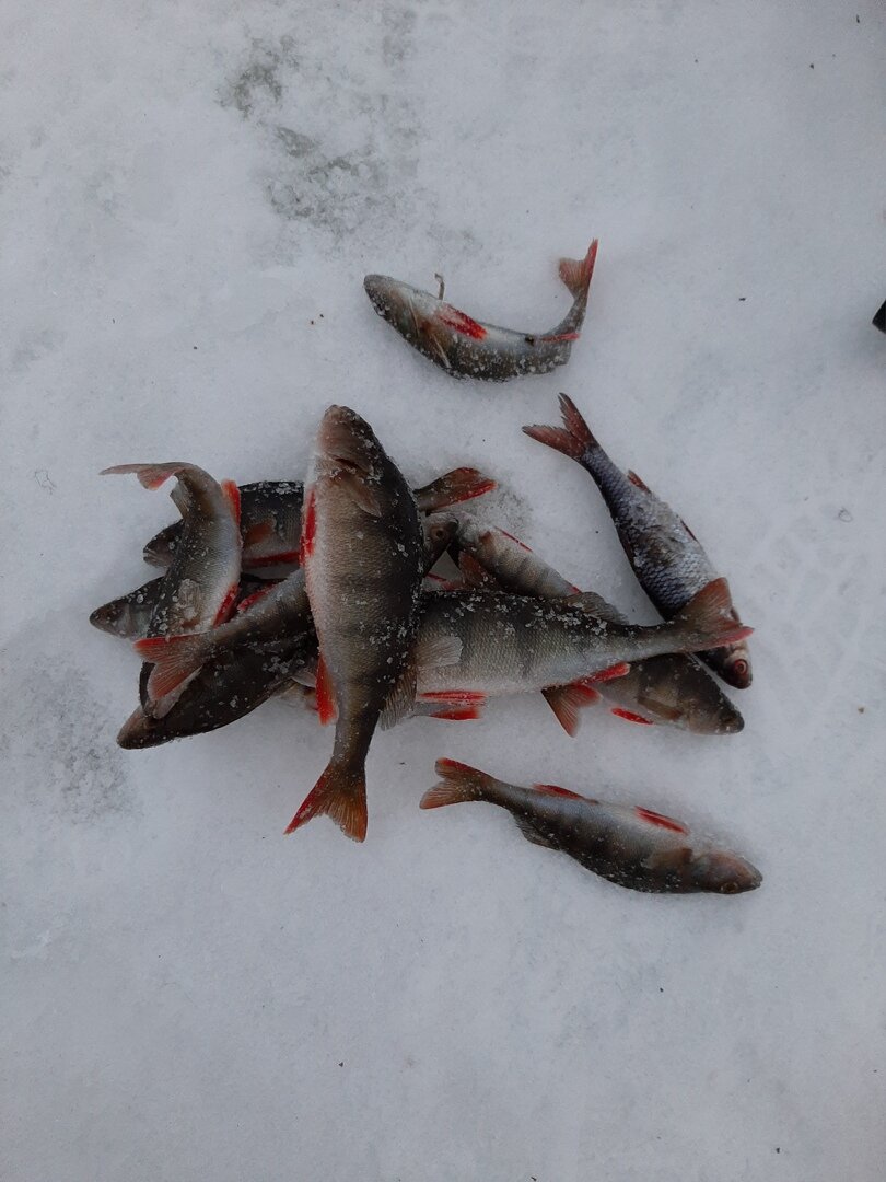 Один из прошлогодних уловов, когда переход на мелкие приманки дал какой-никакой результат