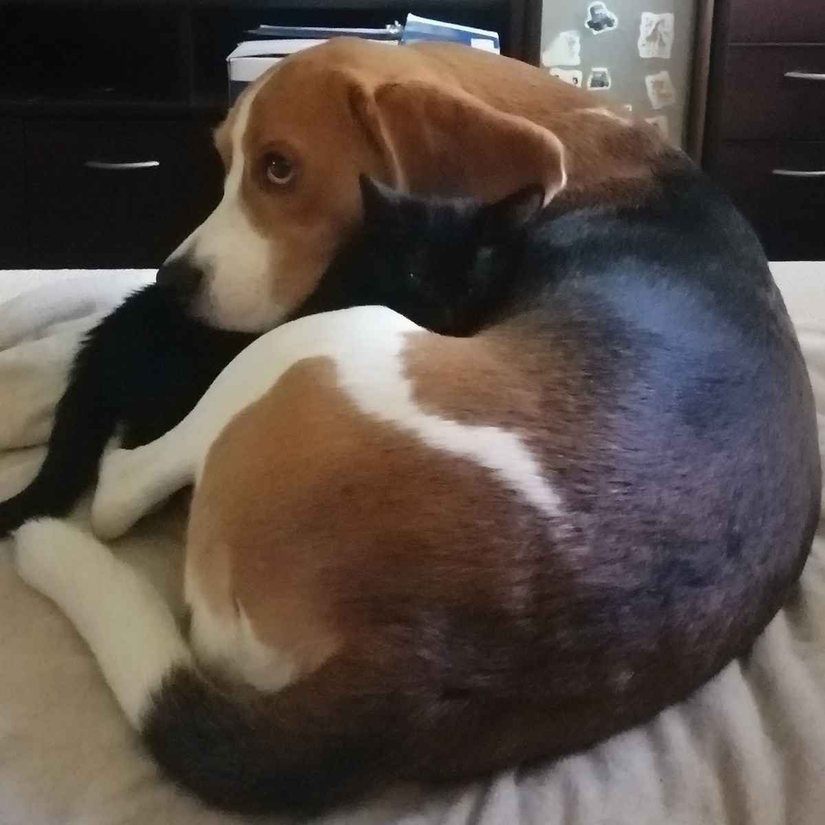 Объятья маленьких друзей