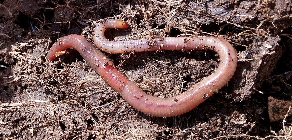 Обоеполые черви. Обыкновенный дождевой червь. Дождевые черви семейства люмбрицид.