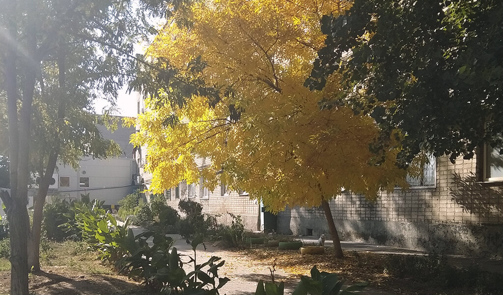 Осенью порадовало взгляд первое деревце во дворе