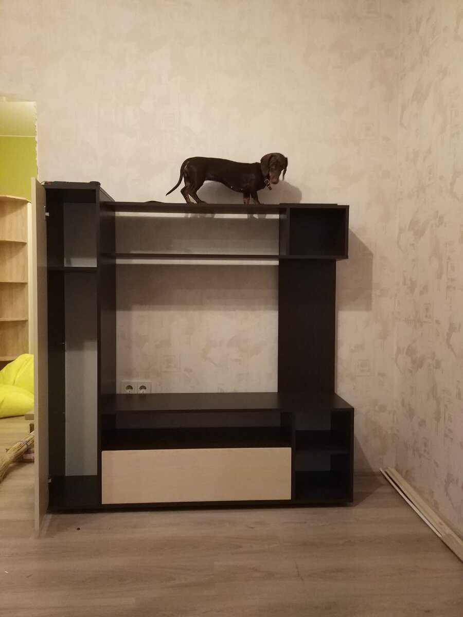 Домашние животные заводятся в арендуемой квартире сами-собой