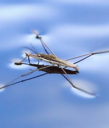 Пример водомерки-насекомое.