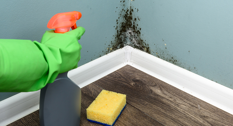 Важно бороться с плесенью своевременно