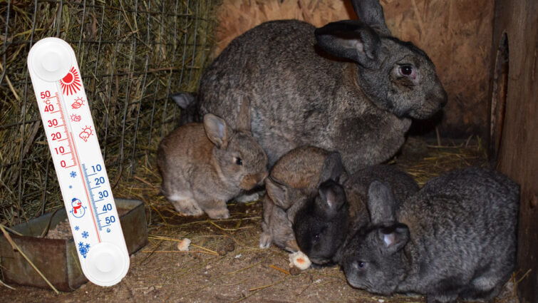 Температура в крольчатнике