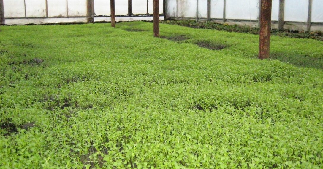 Горчица в теплице посеяна после выращивания томатов.