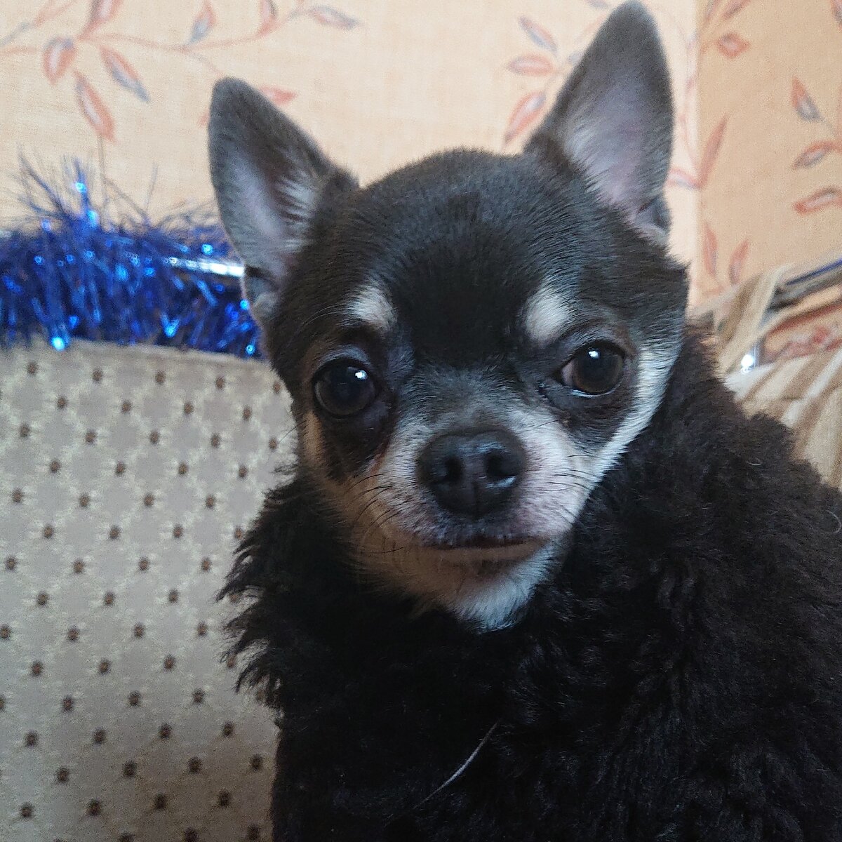 Прогулка с собакой чихуахуа. Чихуахуа на прогулке. Favn чихуахуа. Чихуахуа гуляет. Чихуахуа на прогулке.