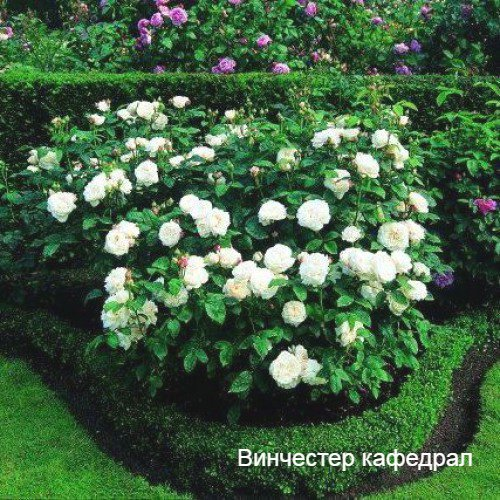 Все фото взяла со своей странички в вк vk.com/id116238907
